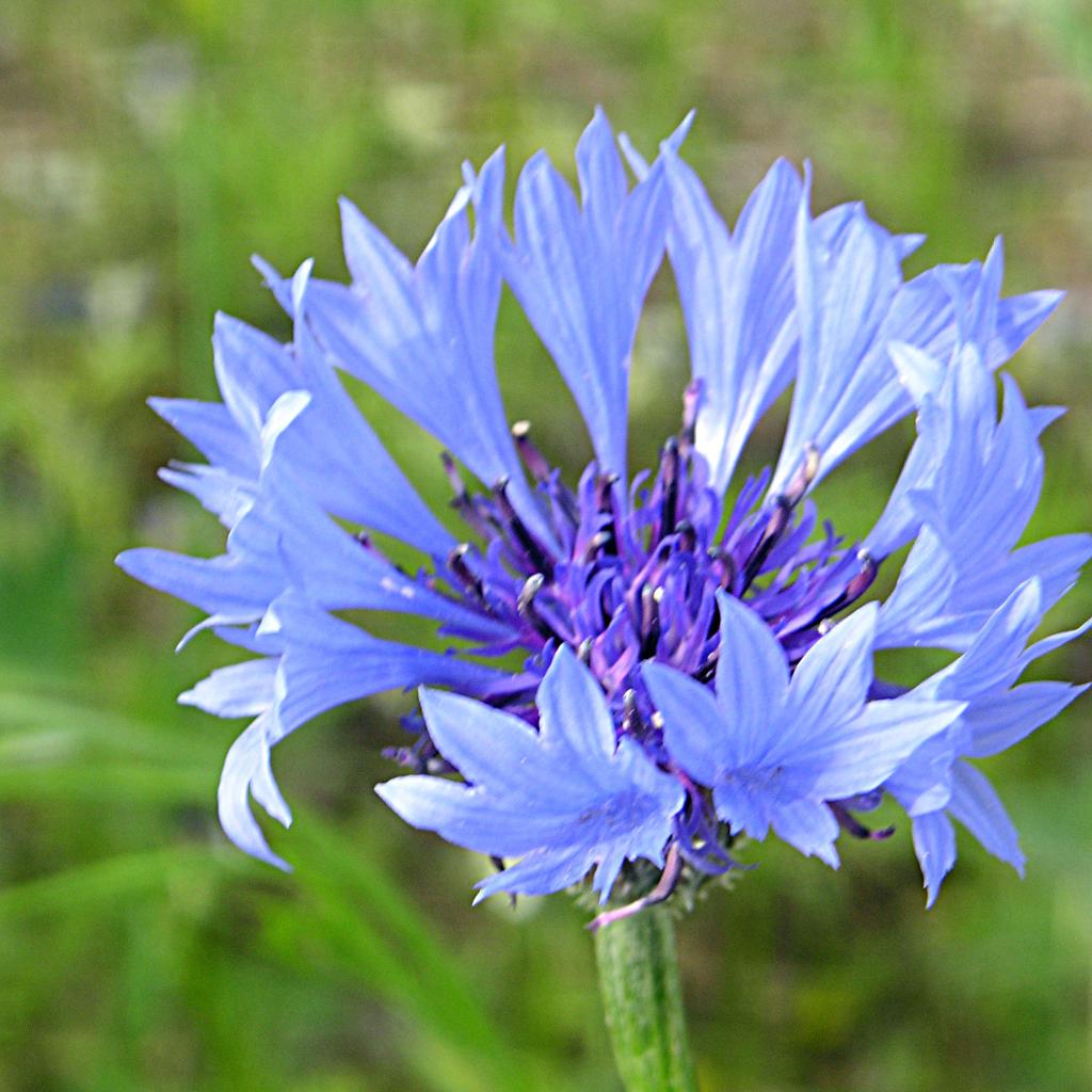 Kornblume ganz natuerlich