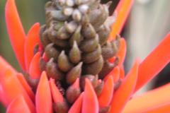 MacroBlumeRot ausschnitt  MINOLTA DIGITAL CAMERA