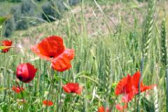 Mohn weit  MINOLTA DIGITAL CAMERA