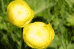 Troll zwei Blüten  MINOLTA DIGITAL CAMERA