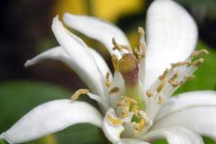 Zitrone center  MINOLTA DIGITAL CAMERA