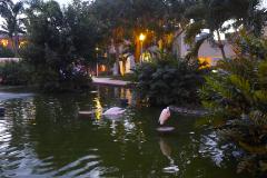 P1020043  Gartenanlage im Iberostar Hacienda Dominicus