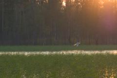 Takkusaari  (c) Oskar Narten