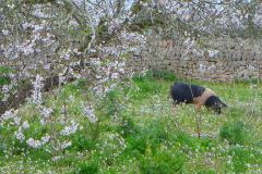 Schwein im Blütenmeer