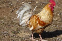 der Gockel im 5* Ressort