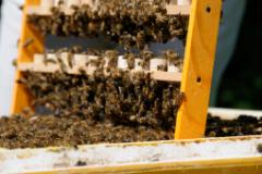 Weiselnäpfchen werden zu Königinnen gepflegt