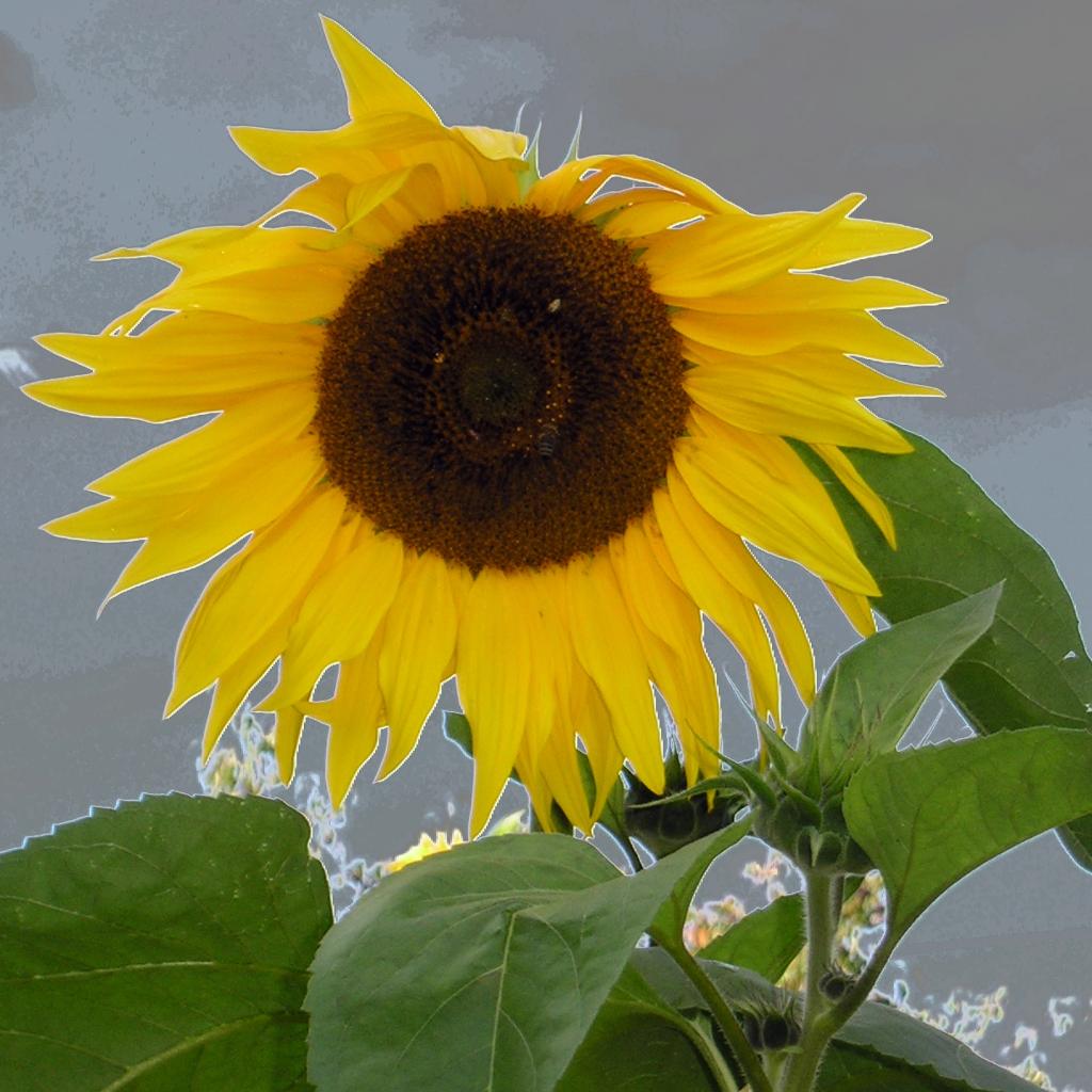 Sonnenblume freigestellt