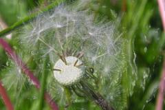 Loewenzahn3d  MINOLTA DIGITAL CAMERA