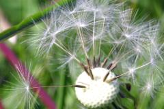 Loewenzahn natur  MINOLTA DIGITAL CAMERA