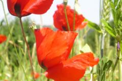 Mohn oben  MINOLTA DIGITAL CAMERA