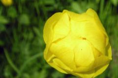 Troll rechts macro  MINOLTA DIGITAL CAMERA