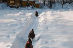 Huhnparade  (c) Oskar Narten