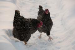 Huhn 4 DSC 6622  (c) Oskar Narten